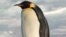 Пінгвін «Happy Feet» нарешті повертається додому