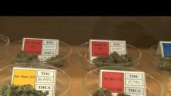 Marixuana qanuniləşdiriləcəkmi?