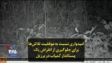 امیدواری نسبت به موفقیت تلاش‌ها برای جلوگیری از انقراض یک پستاندار کمیاب در برزیل