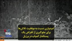امیدواری نسبت به موفقیت تلاش‌ها برای جلوگیری از انقراض یک پستاندار کمیاب در برزیل