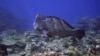 ARCHIVO - Un pez loro Bumphead nada sobre corales en el arrecife Moore en Gunggandji Sea Country frente a la costa de Queensland en el este de Australia, el 13 de noviembre de 2022.