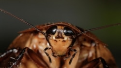 Quiz - Scientists Create New Method for Changing the Genes of Cockroaches