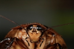 An African cockroach is pictured in the insect farm for human consumption of the biologist Federico Paniagua, as he is promoting the ingestion of a wide variety of insects, as a low-cost and nutrient-rich food in Grecia, Costa Rica, June 22, 2019.