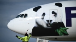 El zoológico de Washington recibió a dos pandas gigantes que son uno de los grandes atractivos de la capital de EEUU