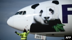 Un avión de carga operado por la compañía FedEx, que transporta a dos pandas gigantes criados en China, aterriza en el aeropuerto de Virginia, Estados Unidos, este 15 de octubre de 2024.