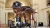 Bone Study Suggests Dinosaur Size not Linked to Growth Rate