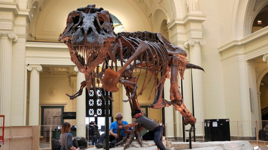 Bone Study Suggests Dinosaur Size not Linked to Growth Rate