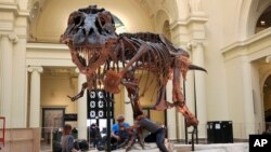 In this Monday, Feb. 5, 2018, photo, Garth Dallman, center, and Bill Kouchie, right, both from the dinosaur restoration firm Research Casting International, Ltd., begin the of dismantling Sue, the Tyrannosaurus rex, on display at Chicago's Field Museum. (AP Photo/Teresa Crawford)