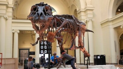 Bone Study Suggests Dinosaur Size not Linked to Growth Rate