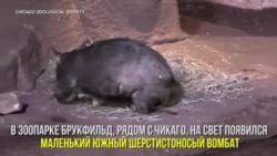 Южный шерстистоносый вомбат