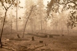 Flames from the Beachie Creek Fire burned through Fishermen's Bend Recreation Site in Mill City, Oregon, Sept. 13, 2020.