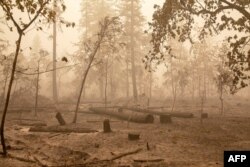 Flames from the Beachie Creek Fire burned through Fishermen's Bend Recreation Site in Mill City, Oregon, Sept. 13, 2020.