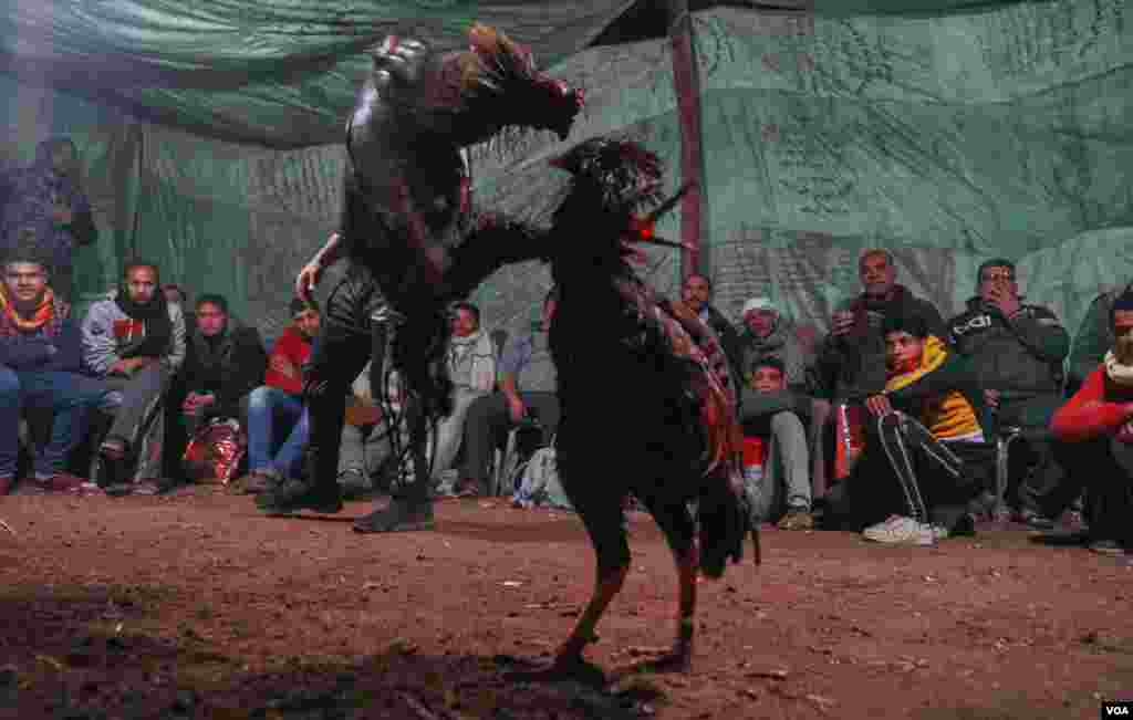 Dunyoning aksariyat mamlakatlarida hayvonlarni urushtirish qonun bilan taqiqlangan. Xususan, xo'roz urushtirish ham. Biroq bu jangning ashaddiy muxlislari choychaqa ishlab olish ilinjida chekka hududlarda an'anani davom ettirmoqda. Bunday tadbirlarga Misrda ham guvoh bo'lish mumkin.&nbsp;