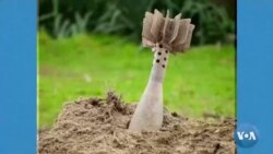 စစ်ကြွင်းကျန် လက်နက်ကြီးကျည်နဲ့ ဗုံးရန် ဘယ်လိုကာကွယ်မလဲ