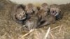 Smithsonian Releases Video of Baby Cheetahs