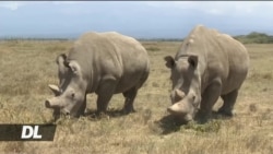 Kampeni ya kuwanusuru vifaru weupe yaendelea Kenya