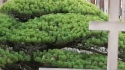 Вашингтонский бонсай