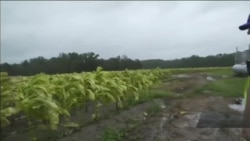 Яку шкоду фермерам наніс ураган «Флоренс». Відео