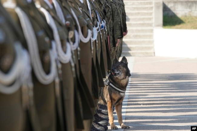 Poland Honors Military Dogs with Army Ranks in Recognition of Their Service