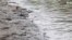 Thousands of Baby Turtles Released Into Peruvian Amazon River  