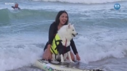 Brezilya’da Köpekler Sörf Tahtasında