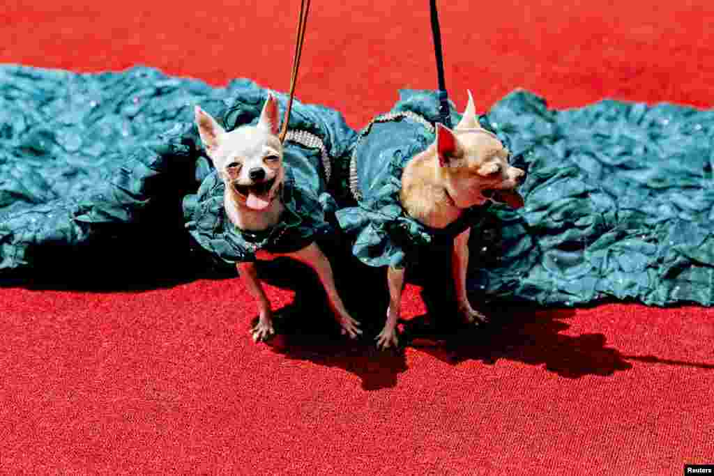 Chihuahua puppies pose for the cameras at an event that celebrates World Animal Day in Quezon City, Metro Manila, Philippines.