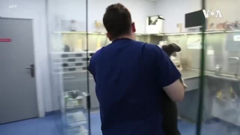 Can Your Dogs, Cats Be Infected with the Virus?