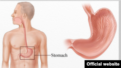 human stomach