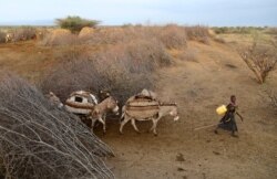 FILE - A girl leads donkeys as Turkana people migrate to find water and grazing land for cattle in Ilemi Triangle, Kenya, July 23, 2019.
