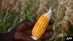 FILE - Edson Kanyemba, a communal farmer and village head, holds a tiny maize cob harvested from his wilting maize field, in Kanyemba village, Zimbabwe, March 3, 2024.