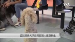 监狱领养犬项目帮助犯人重获新生