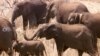 FILE - Some of the first 40 elephant wander round in the bush after being released into newly-named Great Limpopo Transfrontier Park in Gaza Mozambique, October 4, 2001. 