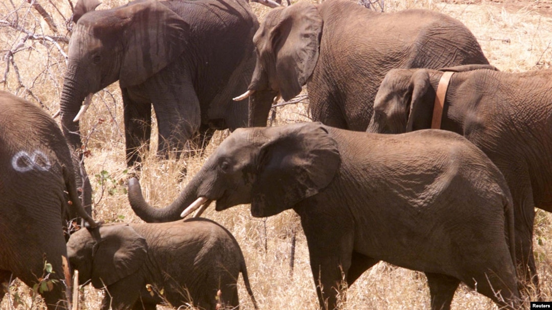 Beberapa gajah dilepaskan di Taman Limpopo Transfrontier di Gaza, Mozambique (Foto: dok.) 