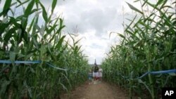 Menjelajahi jalur-jalur berputar dan belokan-belokan yang membingungkan yang menyerupai labirin di kebun jagung atau corn maze makin disukai orang di Amerika (foto: dok).