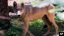 FILE - This undated file photo provided by the Oregon Department of Fish and Wildlife shows a young wolf. Two wolf pups have been seen near Mount Hood, marking the first known reproduction by wolves in the northern part of the Cascade Mountains in Oregon since wolves began returning to the state in the past decade.