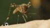 Healthy Living, A Look at Malaria, S2, E113