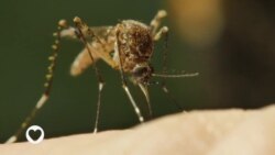 Healthy Living, A Look at Malaria, S2, E113