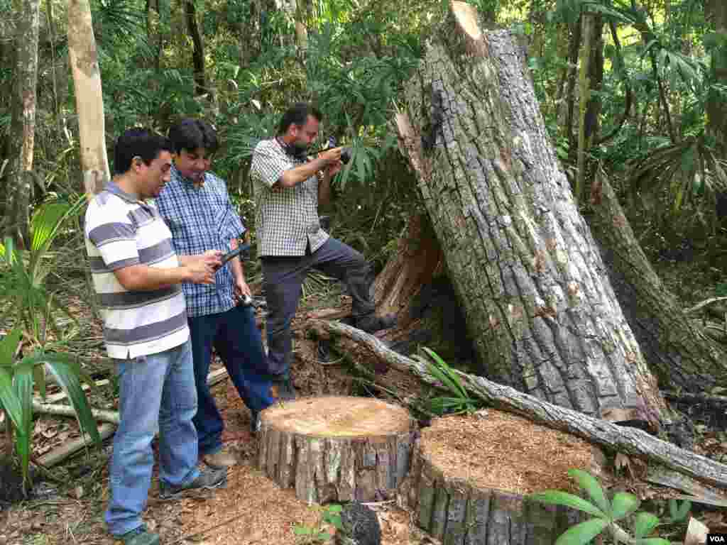 El ingeniero Luis Lickes y Juan Pablo Noriega introducen datos en la aplicación SMART, mientras que Victor Hugo Ramos de Wildlife Conservation Society, fotografía la tala de un árbol de caoba. [Foto: Verónica Balderas, VOA]. &nbsp;
