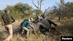 FILE: Veterinarians attend to a tranquillized rhino before it is dehorned, at the Balule Nature Reserve in Hoedspruit, Limpopo province, South Africa. Taken April 26, 2021