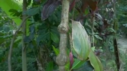 Té alucinógeno ayuda a tratar la depresión