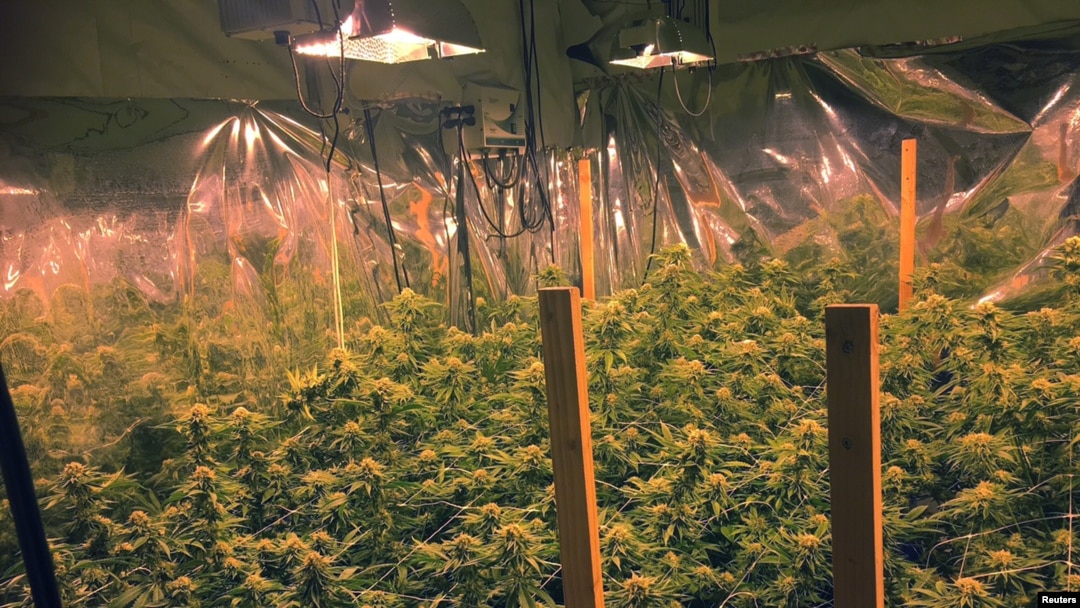 Tanaman ganja yang ditanam secara ilegal di sebuah rumah di McKinleyville, California, 28 Agustus 2016. (Foto:Dok)