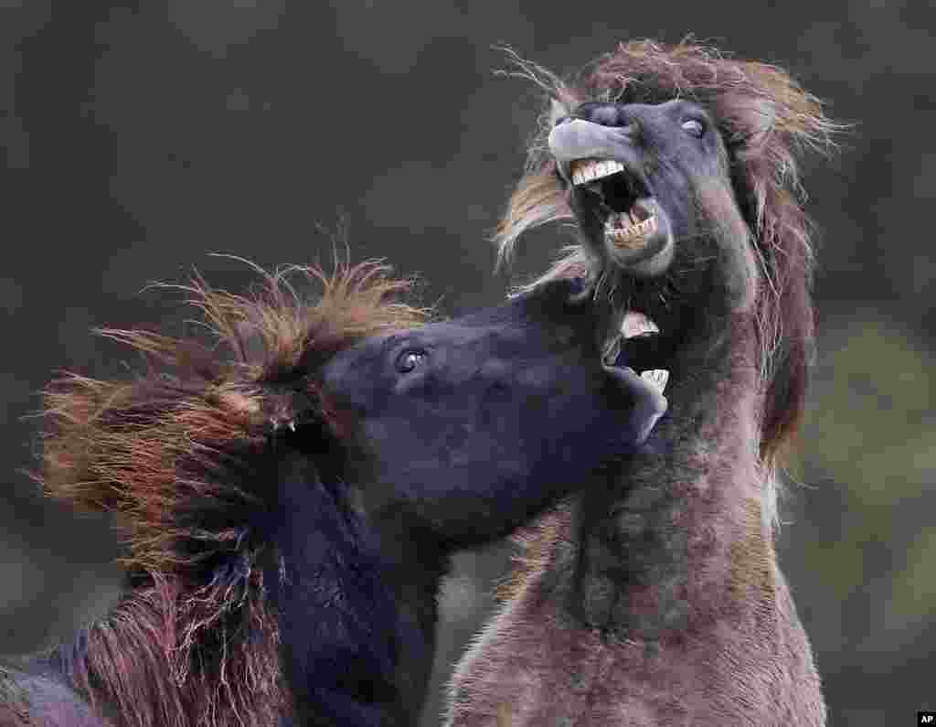 Two Icelandic horses play in their paddock in Wehrheim, Germany.