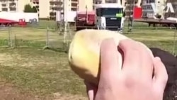 Իտալաիայում մարդասիրական կազմակերպությունն օգնել է կերակրել կրկեսի կենդանիներին