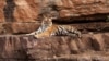 One of World’s Oldest Tigresses Dies in India Wildlife Park