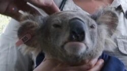 Related video of Australian study to save Koalas