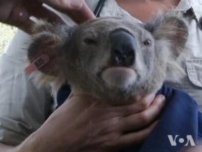 Related video of Australian study to save Koalas