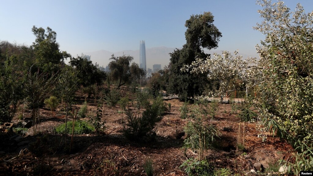 A general view of an area with native plants and trees better adapted to grow in a drier environment, while Chile is suffering its worst drought in recent history, at a local park in Santiago, Chile on April 18, 2022. (REUTERS/Juan Gonzalez)