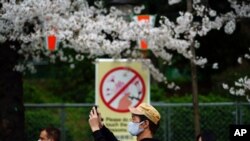 People wearing protective masks to help curb the spread of the coronavirus walk under cherry blossoms March 26, 2021, in Tokyo. 