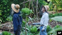 FILE - Organic farmers Steve Mann (l) and Clear Englebert (r) wear mosquito netting while surveying the grounds on their Old Ways Farm in Captain Cook, Hawaii, Feb. 17, 2016. Hawaii's strong anti-pesticide sentiment, tropical conditions, under-staffing in the Department of Health and an island culture where many live off the grid are part of the many challenges facing the teams that fight mosquito-spread virus. 