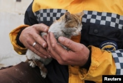 Un gatito rescatado en Jandaris, Siria, el 10 de febrero de 2023.